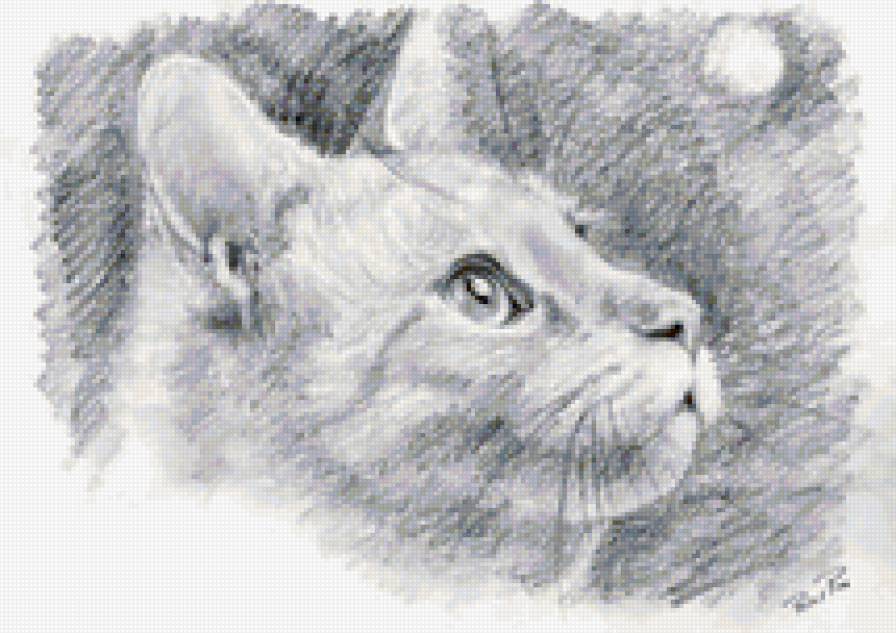 Ч/б котик - кошки, животные, котики - предпросмотр