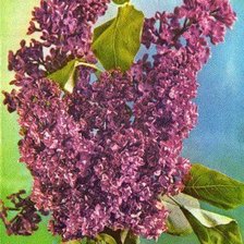 Схема вышивки «Сирень»