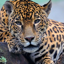 Схема вышивки «Серия "Дикие кошки" Леопард»