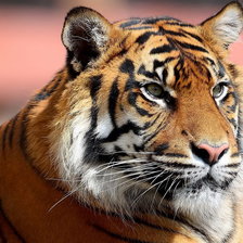 Схема вышивки «Серия "Дикие кошки" Тигр»