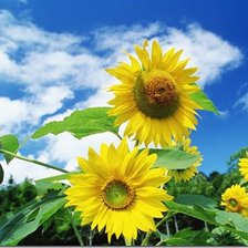 Схема вышивки «подсолнухи»