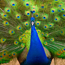 Схема вышивки «beauty»