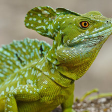 Схема вышивки «Зелёненький»