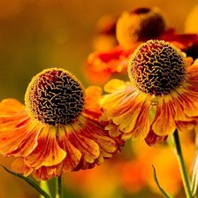 Схема вышивки «Серия "Цветы"»