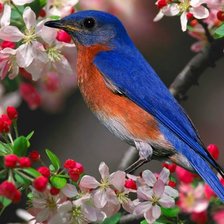 Схема вышивки «Синяя птичка 2»