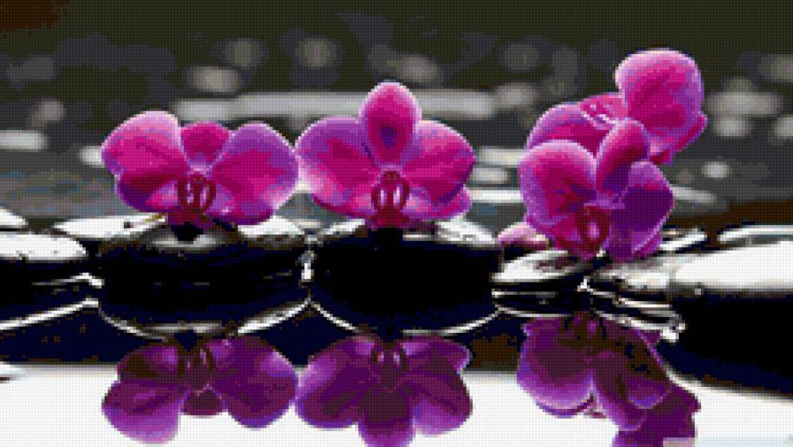 orchids - предпросмотр