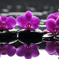 Схема вышивки «orchids»