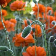 Схема вышивки «poppy bud»