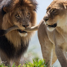 Схема вышивки «Милая я с тобой как за каменной стеной (Львиная любовь)»