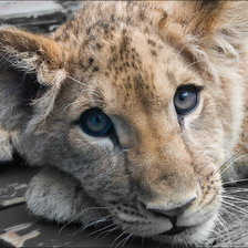 Схема вышивки «Львёнок»