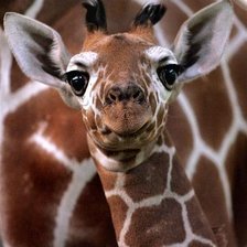 Схема вышивки «Маленький жирафик»