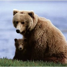 Схема вышивки «Медведица с медвежонком»