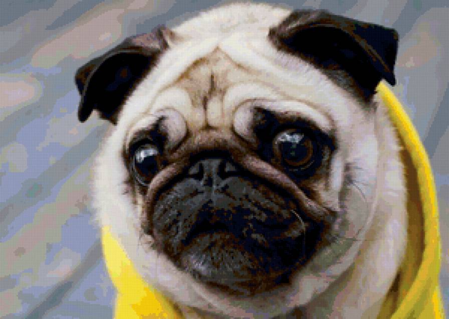 Мопсик - животные, собаки - предпросмотр