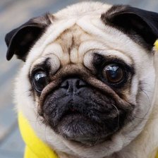 Схема вышивки «Мопсик»