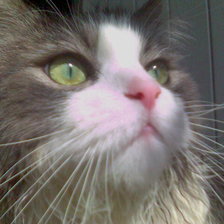 Схема вышивки «Мой Кот!»