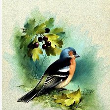 Схема вышивки «птица»