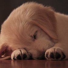 Схема вышивки «Щенок»