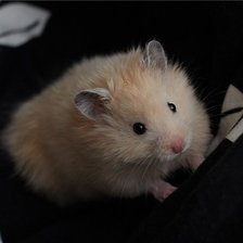 Схема вышивки «Хомячок»