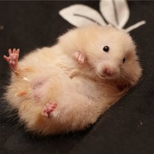 Схема вышивки «Хомячок»