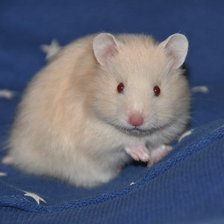 Схема вышивки «Хомячок»