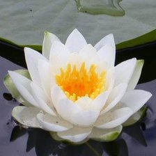 Схема вышивки «Белый лотос»