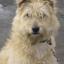 Схема вышивки «Собачка»