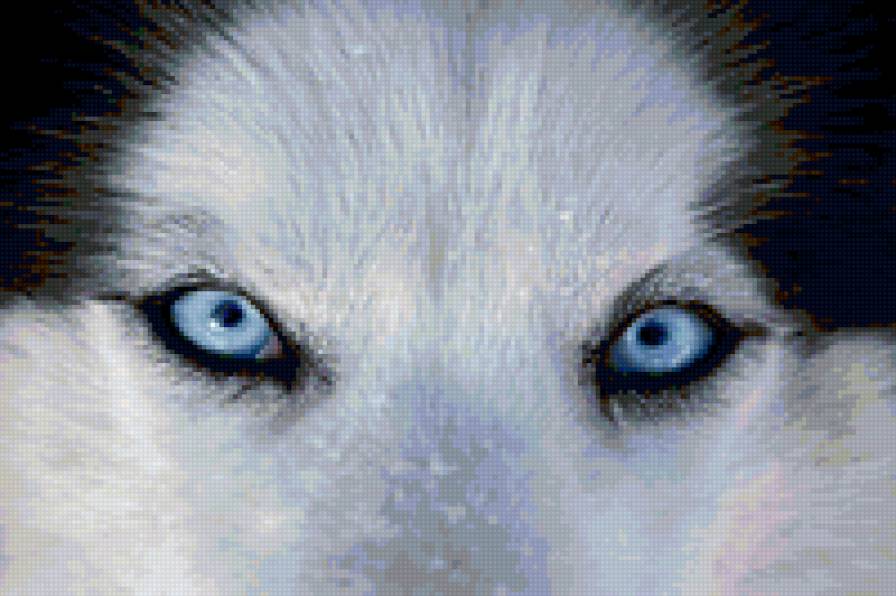 siberian husky - предпросмотр