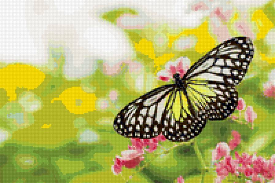 butterfly - предпросмотр