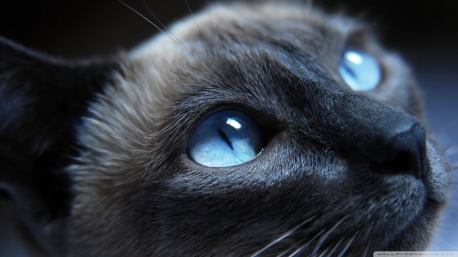 blue eyes - оригинал