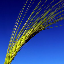 Схема вышивки «plants»