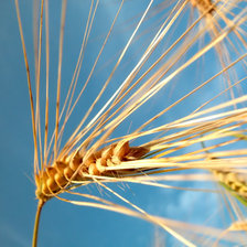 Схема вышивки «plants»
