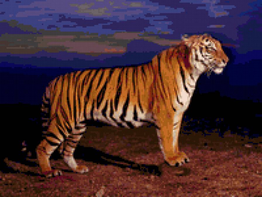 bengal tiger - animals - предпросмотр