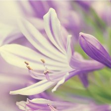 Схема вышивки «violet»