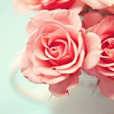 Схема вышивки «Розы»