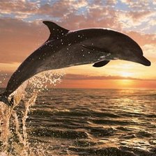 Схема вышивки «дельфин»