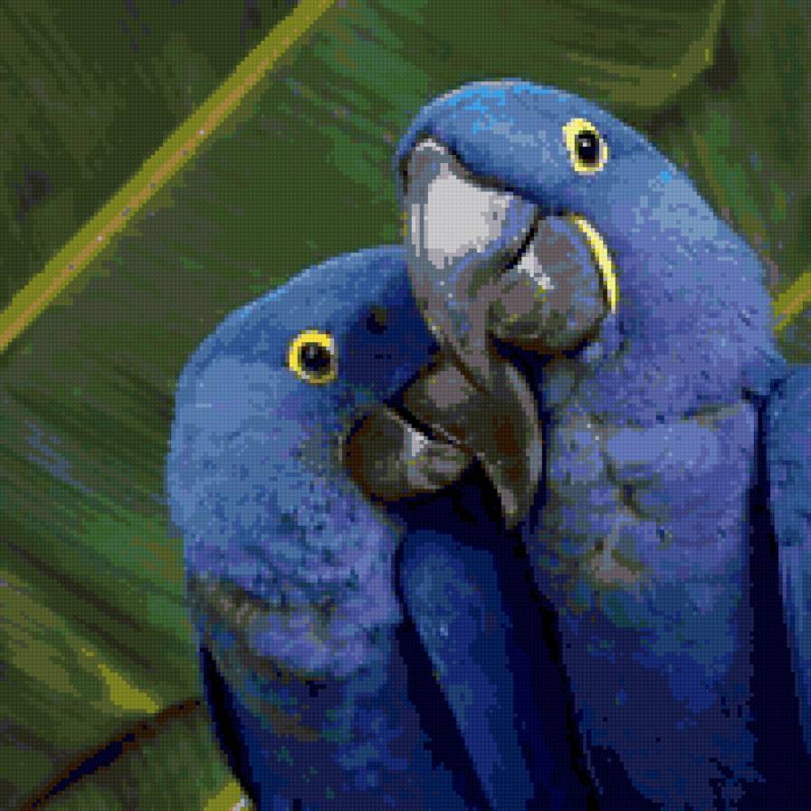 Попугаи - предпросмотр