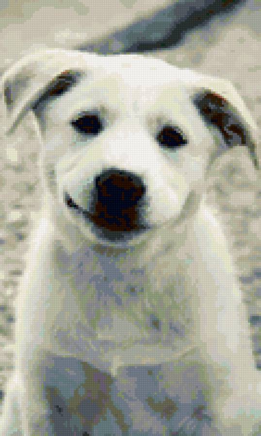 собачка - предпросмотр