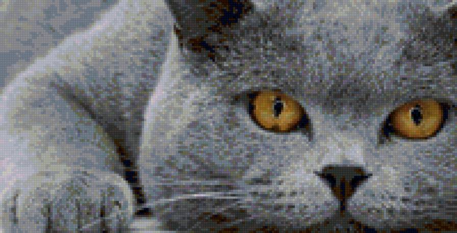 котя - предпросмотр