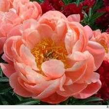 Схема вышивки «Пионы персиковые»