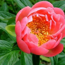 Схема вышивки «Пион»