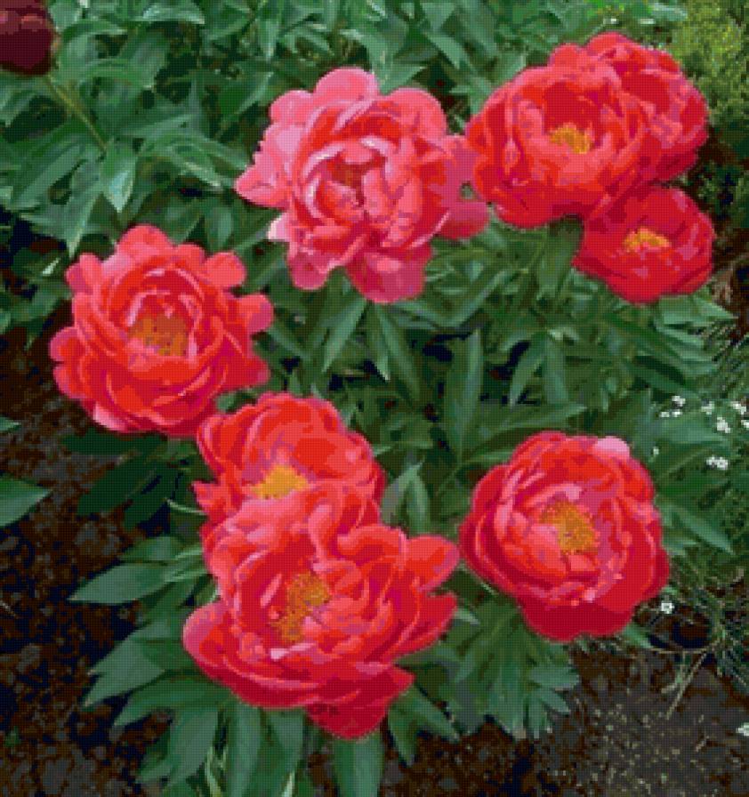 Пионы - цветы, пионы, весна, аромат - предпросмотр