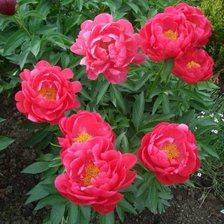 Схема вышивки «Пионы»