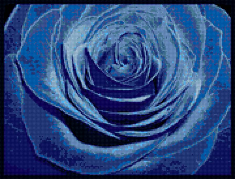 Голубая роза - розы - предпросмотр