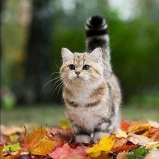 Схема вышивки «№130829»