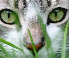 Схема вышивки «Жорик....»