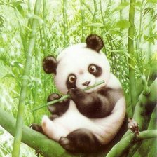 панда