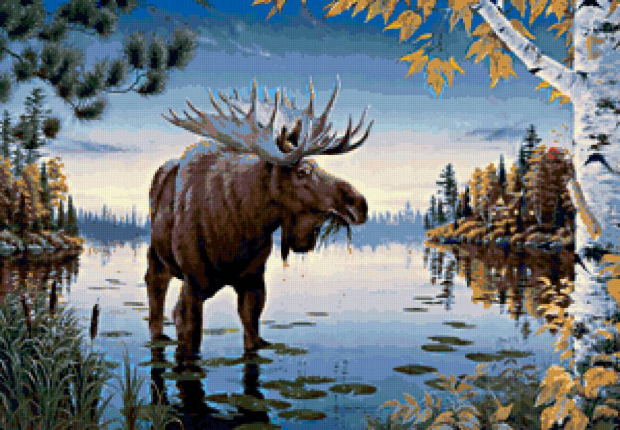 лось красавец - лось - предпросмотр