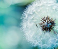 Схема вышивки «Одуванчик»