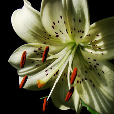 Схема вышивки «№131565»