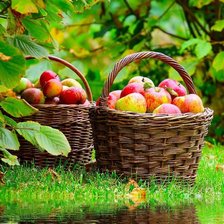 Схема вышивки «осень»